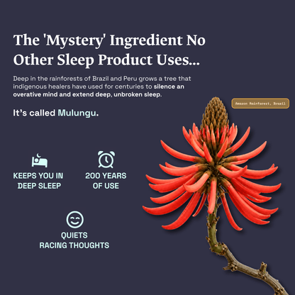 Herbal Sleep Tea | Blissful Night Sampler
